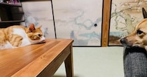 すぐそばでくつろぐ犬と猫、じっと見つめあっていると、次の瞬間…『尊すぎる光景』にほっこりする人が続出「平和な世界」「相打ちかな」