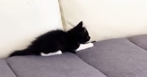 先住猫に近づいたビビリな子猫→見られただけなのに…『まさかのリアクション』に「挙動不審になってて可愛い」「思わず爆笑ｗ」と反響