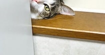 窓際からひょっこり顔を出した猫→『表情』が……キュンとくる光景に「おしゃれな雑誌の表紙にありそう」「きゃたまらん」と反響