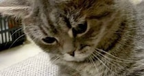 じーっとソファの隙間を見つめる猫→『視線の先』には…まさかの光景が可愛すぎると３万いいね「すごい遊びかたｗ」「なんか生えてきた」