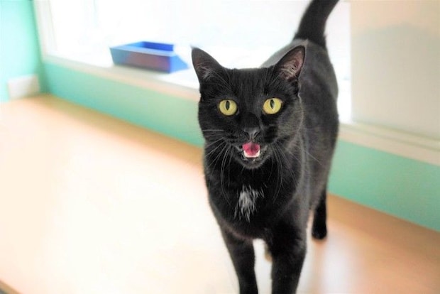 話しかけてくる黒猫
