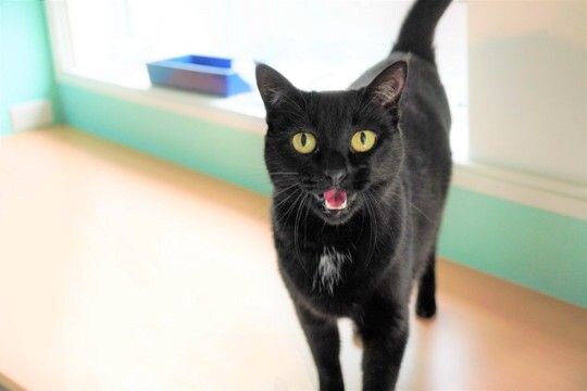 猫があなたに『喋りかけてくる』ときの心理5選 気持ちを読み取るコツや接し方のポイントも