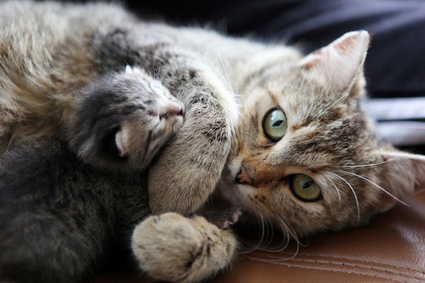 出産直後の母子猫