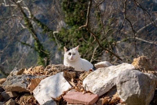 第2次世界大戦で、「ニュージーランド軍兵士」として参戦した母子猫 その数奇な運命を振り返る
