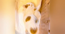 子猫を保護して帰宅→経緯を説明していると…奥さまから放たれた『まさかの一言』に「愛があるｗ」「素敵なご夫婦」と364万再生の大反響