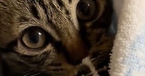 まん丸おめめで飼い主を見つめる子猫…思わずキュンとくる『かわいい仕草』に悶絶の声続出「どうにかなりそう」「あざとい」と12万再生