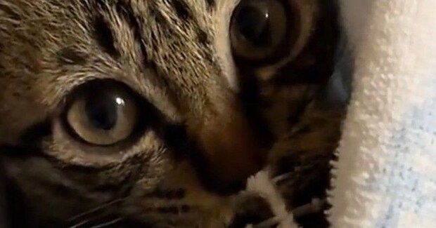 まん丸おめめで飼い主を見つめる子猫…思わずキュンとくる『かわいい仕草』に悶絶の声続出「どうにかなりそう」「あざとい」と12万再生