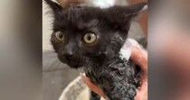 家に来て15日目の子猫→『初めてのシャンプー』に挑戦した結果…微笑ましい光景に「めちゃめちゃいい子」「かわいー」と癒される人が続出