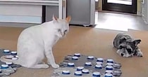 会話ボタンを使って飼い主とコミュニケーションをとる猫→遊びを断られた結果…『愛おしすぎる行動』が117万再生「本当に凄い」「可愛すぎ」