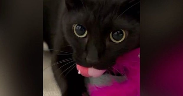 お気に入りの猫じゃらしを口にくわえる黒猫→『鳴き声』を聞くと…乗り物そっくりな音が520万表示「寝起きに爆笑したｗ」「想像以上ｗ」