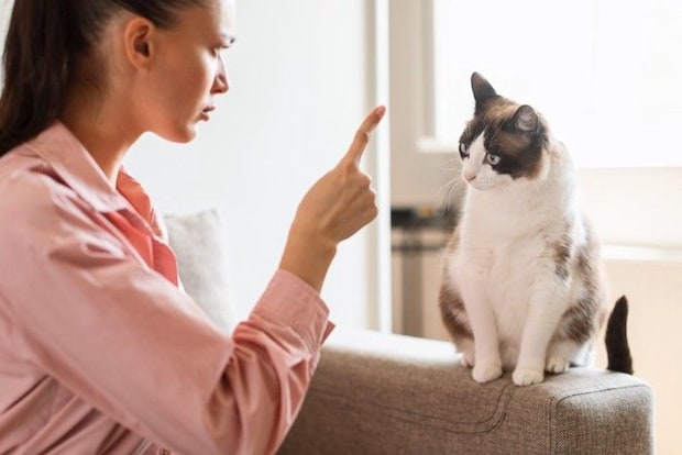 猫を注意する人