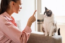 猫に恐怖心を抱かせる『危険な叱り方』3選　絶対にしてはいけない理由や正しい伝え方も