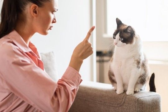 猫に恐怖心を抱かせる『危険な叱り方』3選　絶対にしてはいけない理由や正しい伝え方も