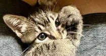 子猫のことを甘やかした結果→ソファの上を見ると…あまりにも尊い光景に２万いいね「ますます可愛くなっちゃうんだ」「たまらないぜ」