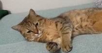眠そうにしていた猫に『ベッドを占領』されたら…『まさかの光景』に笑ってしまう人が続出「違和感なく使いこなしてるｗ」「まるで人間」
