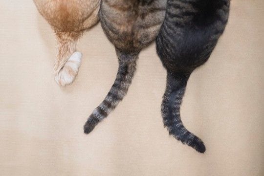 猫の『しっぽの種類』5選　形ごとの名称や特徴をご紹介