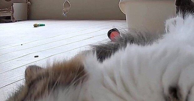 ふと家にある『見守りカメラ』を覗いたら、愛猫が…完全に想定外な『尊すぎる瞬間』に２万いいね「すごいファンサｗ」「帰りたくなっちゃう」