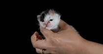 生後1日から77日まで、毎日1枚ずつ『猫を撮り続けた』結果…素敵すぎる『成長記録』が103万再生「めっちゃいいアイデア」「感動した」