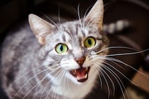 世界各国の『猫の呼び方』4選　外国ではどう呼ばれているの？国ごとに鳴き声の表現も違う？