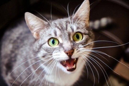 世界各国の『猫の呼び方』4選 外国ではどう呼ばれているの?国ごとに鳴き声の表現も違う?