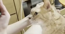 娘のそばでくつろぐ猫、次々と家族に呼ばれて…微笑ましい『争奪戦の様子』に癒される人が続出「ママさんが必死で可愛いｗ」「参加したい」
