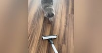 掃除機をかけると近づいてきた猫→ヘッドにぴったりと抱き着いて…笑ってしまう行動が31万再生「モップかなｗ」「ええ～かわいいｗ」