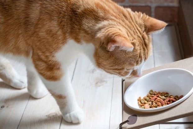 ドライフードを食べる猫