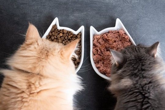 猫の健康を支えている『大切な栄養素』5つ　必要不可欠な理由や摂り方のコツも解説