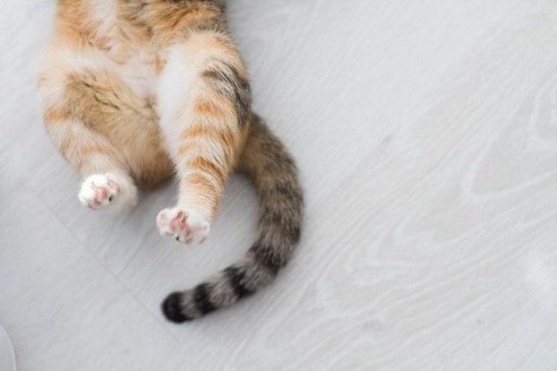 猫の下半身