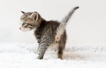 猫があなたの呼びかけに『しっぽで反応』する理由4つ　無視しているわけではない？込められている心理とは