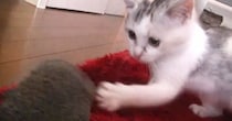 子猫の前でタオルをひらひらさせると→全力で反応して…尊すぎる『無邪気な様子』が15万再生「一生懸命で癒やされる」「たまらなく可愛い」