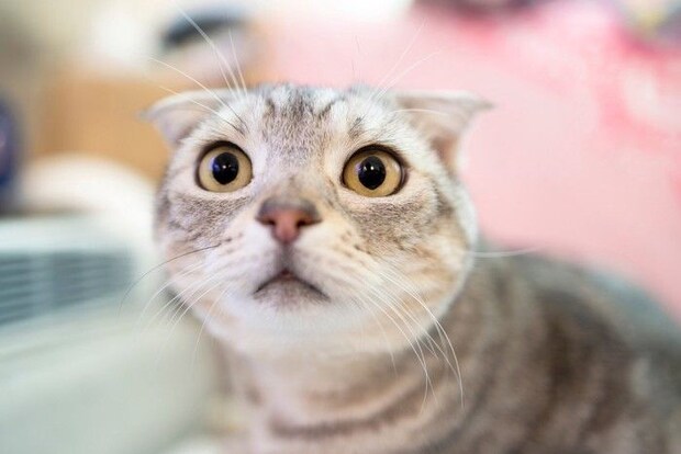 いたずらした後の猫