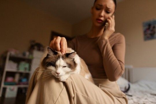 猫に関する悩みを『相談できる窓口』3つ 飼い方や健康面…困ったときに頼れるサポート先