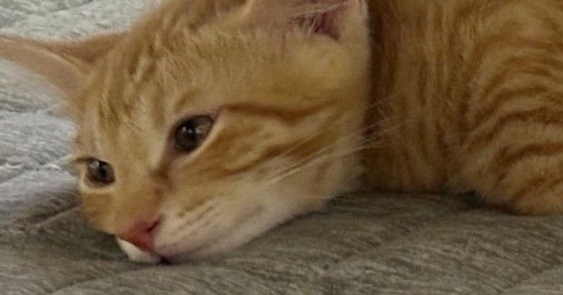 うつ伏せで寝ていた猫→なんとも『独特なフォルム』で…思わず笑ってしまう光景に「バッタすぎるww」「めっちゃかわいいw」と反響