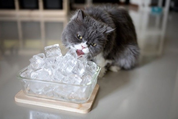 氷を舐める猫