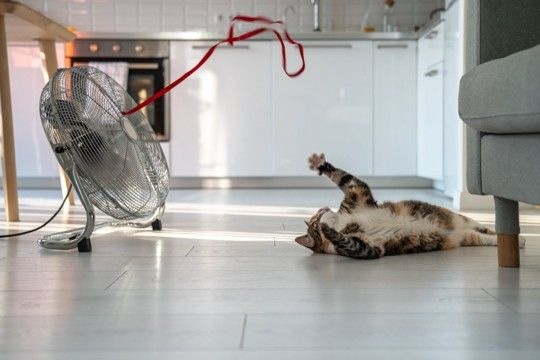 猫にとって逆効果となる『誤った暑さ対策』5選　起こりうるトラブルから正しい方法まで解説