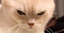 撫でられた場所が気に入らなかった猫→想像以上にブチギレて…笑ってしまう光景が172万再生「明らかに激おこで可愛いｗ」「目つきが凄いｗ」