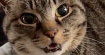 椅子の上でくつろぐ猫に『おはよう』と声をかけてみると…完璧な『お返事』が31万再生「可愛すぎて涙が出てきた」「言ってるね」