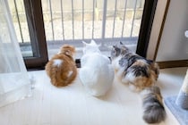 猫を『ベランダ』に出すのは避けたほうがいい理由4つ　考えられるリスクや出たがるときの対処法
