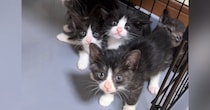家に来たばかりの『5匹の保護子猫』→キッチンペーパーが動いた次の瞬間…まさかの光景が132万再生「つい笑っちゃった」「破壊力がすごい」