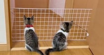 元気いっぱいな子猫たち→脱走防止のために柵を設置した結果…微笑ましすぎる光景に「平和な運動会ｗ」「道具になってるｗ」と反響