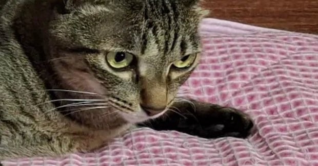 いつも猫に枕を取られるので『2つ用意』した結果…『予想外の光景』に「猫様って感じw」「素晴らしい使い方」と笑顔になる人が続出
