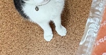 スティックタイプの明太子を手に持っていると、猫が…可愛すぎる『表情』に４万いいね「形状は似てるけどｗ」「おめめがキラキラしてる」