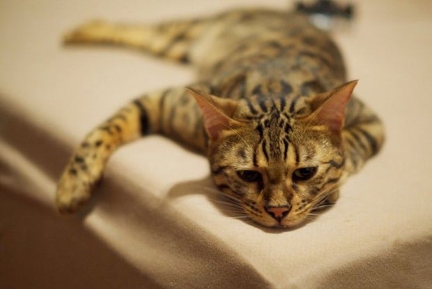 しんどそうに横たわる猫