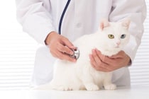 猫が『腹痛』を訴えているサイン3選　見逃せない仕草や取るべき対処法