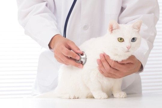 猫が『腹痛』を訴えているサイン3選 見逃せない仕草や取るべき対処法