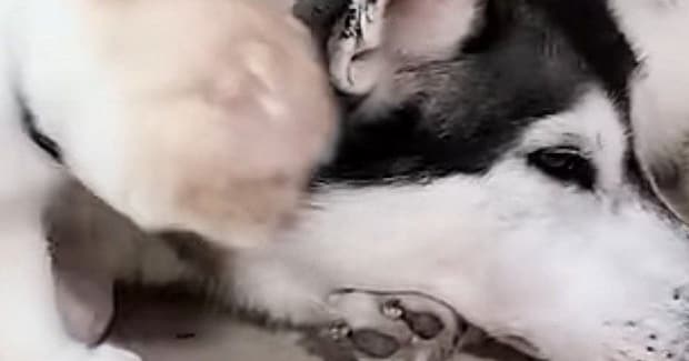 大好きなハスキー犬のもとへ向かった猫…とんでもなく尊い『まさかの行動』が78万再生「キュンキュンする」「ずっと見ていたい」