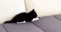 先住猫に近づいたビビリな子猫→見られただけなのに…『まさかのリアクション』に「挙動不審になってて可愛い」「思わず爆笑ｗ」と反響