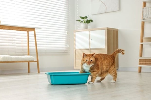 トイレに入ろうとしている猫