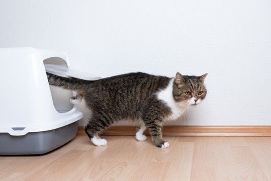 猫の『トイレ』を置いてはいけない場所5選 見直しが必要な理由や快適な設置場所の条件まで